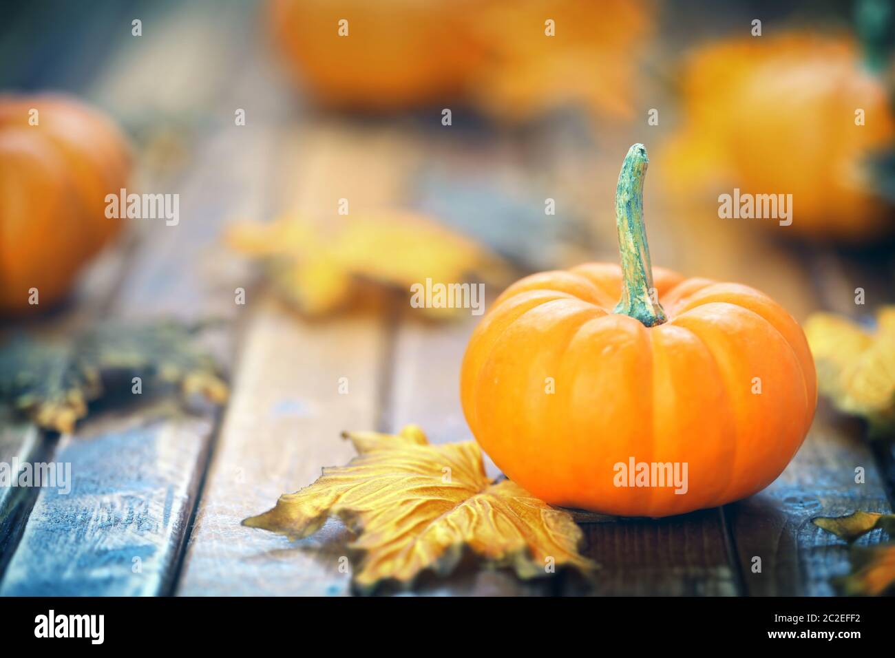 Autumn pumpkin background Stock Photo - Alamy