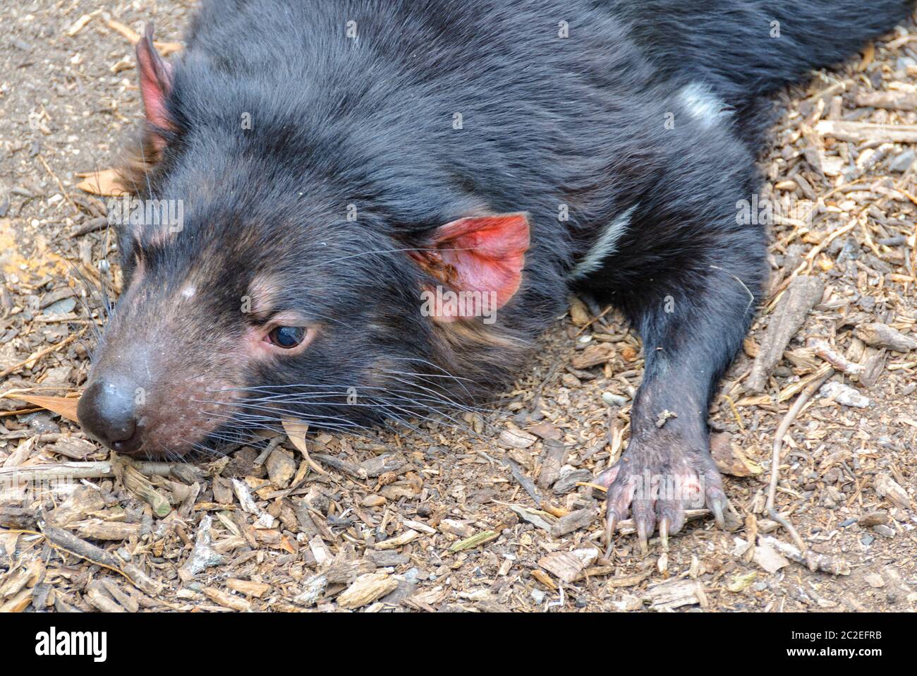 The Tasmanian Devil is the world's largest surviving carnivorous marsupial - Healesville, Victoria, Australia Stock Photo