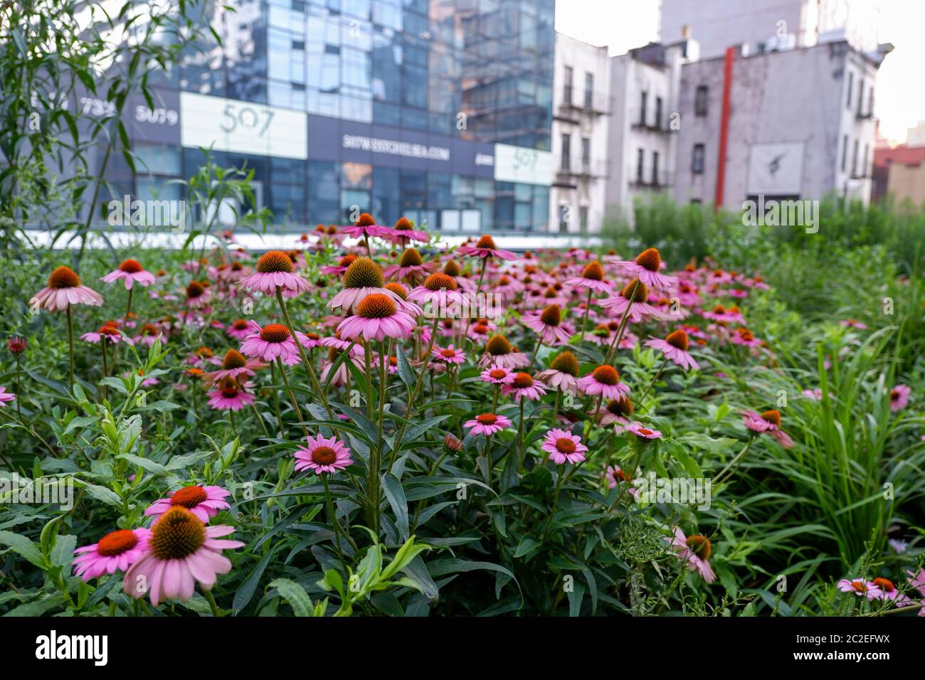High line new york green view hi-res stock photography and images - Alamy