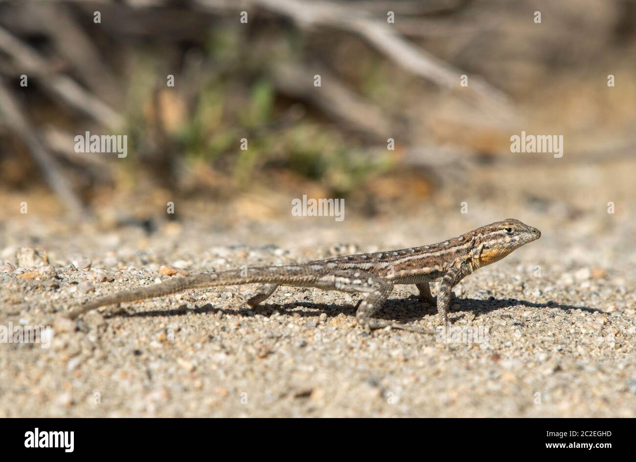 Female Side-blotched Lizard, Uta stansburiana, in Coachella Valley Preserve, near Palm Springs, California Stock Photo