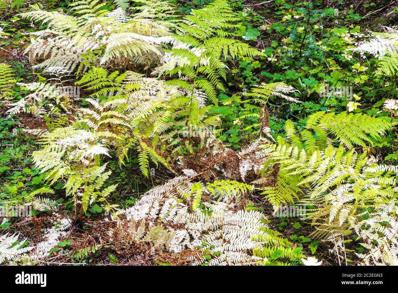 Ferns and Fall, Idaho Stock Photo
