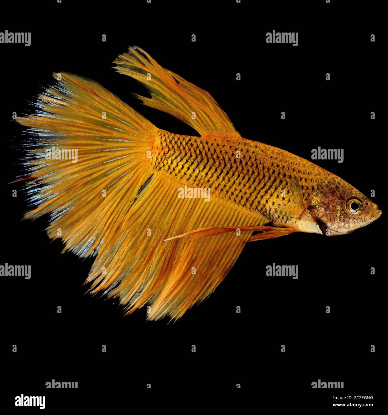 Gold yellow betta fish closeup macro isolated on black background Stock Photo