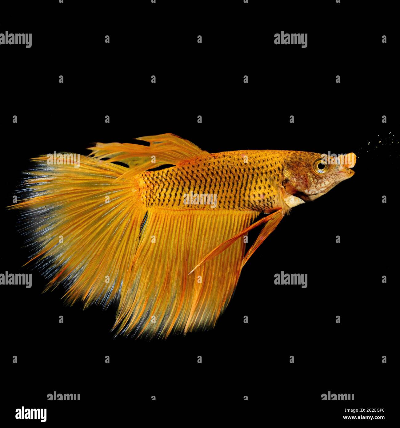 Gold yellow betta fish eating closeup macro isolated on black background Stock Photo