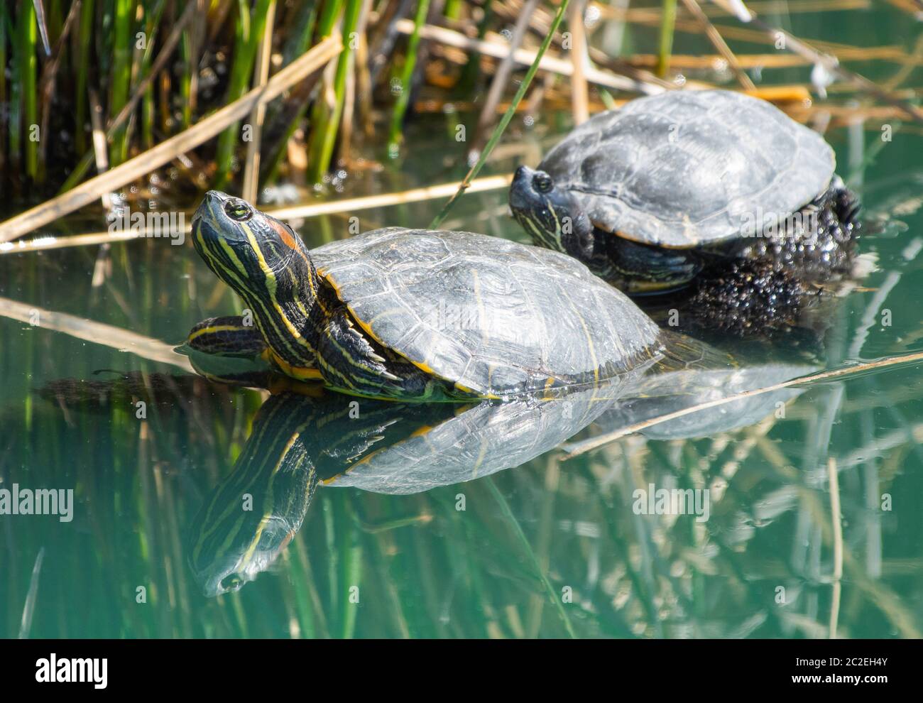 Two Redeared Sliders, Trachemys scripta elegans, bask on a floating