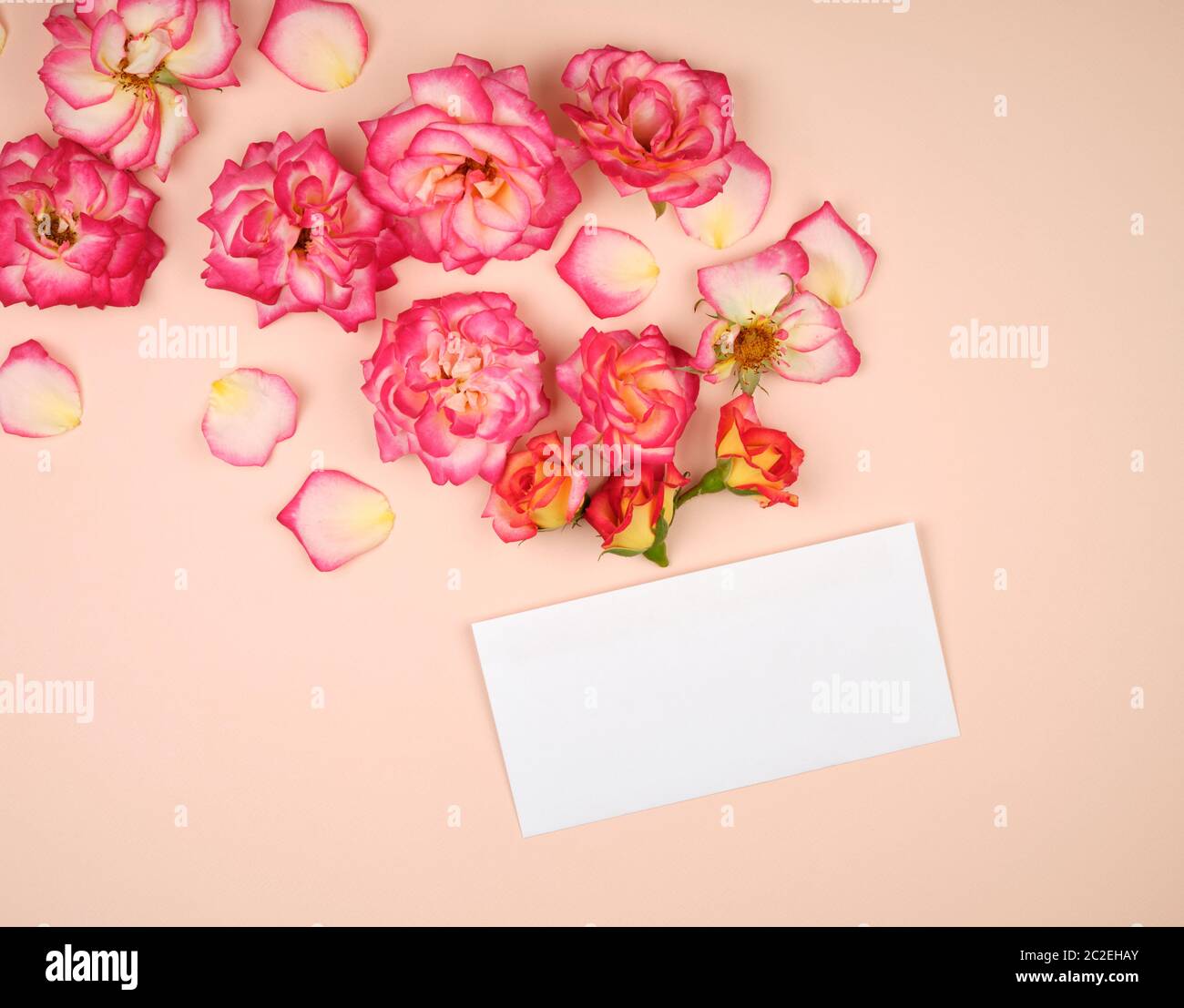 pink rose buds and a white paper envelope on a bieg background, top view, flat lay Stock Photo