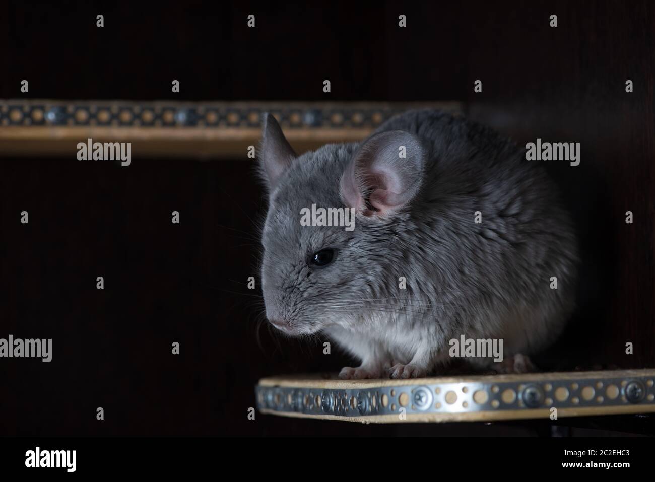 Fluffy Chinchilla Hi Res Stock Photography And Images Alamy