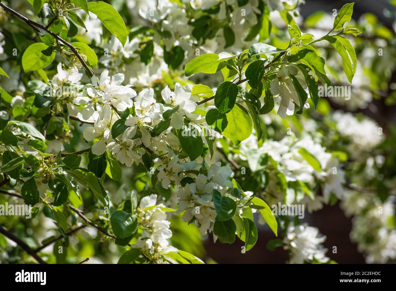 Branches of a blossoming apple tree, summertime Stock Photo Alamy
