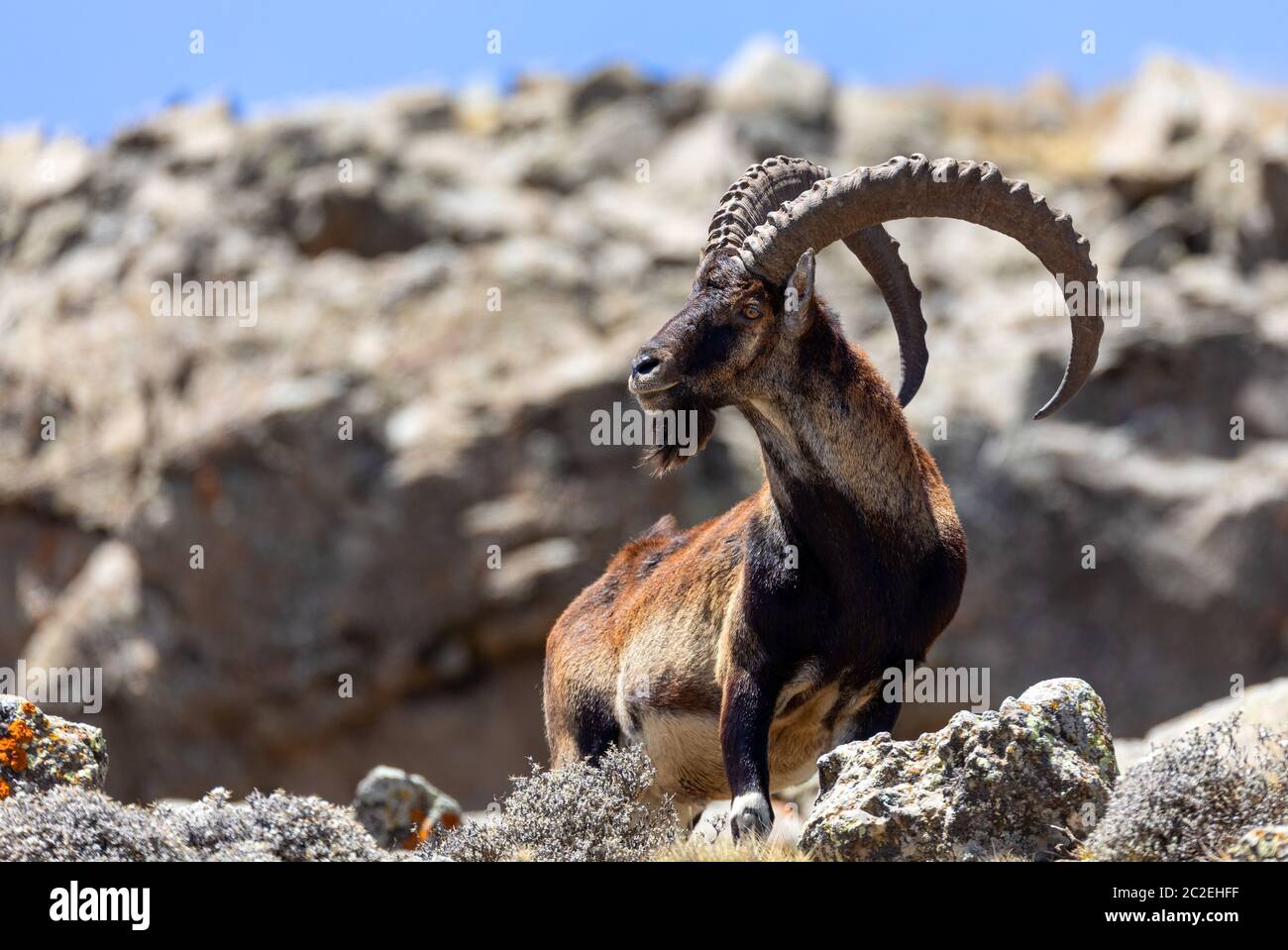 rare endemic Walia ibex, Capra walia, Only about 500 individuals survived in Simien Mountains in Northern Ethiopia, Africa Stock Photo
