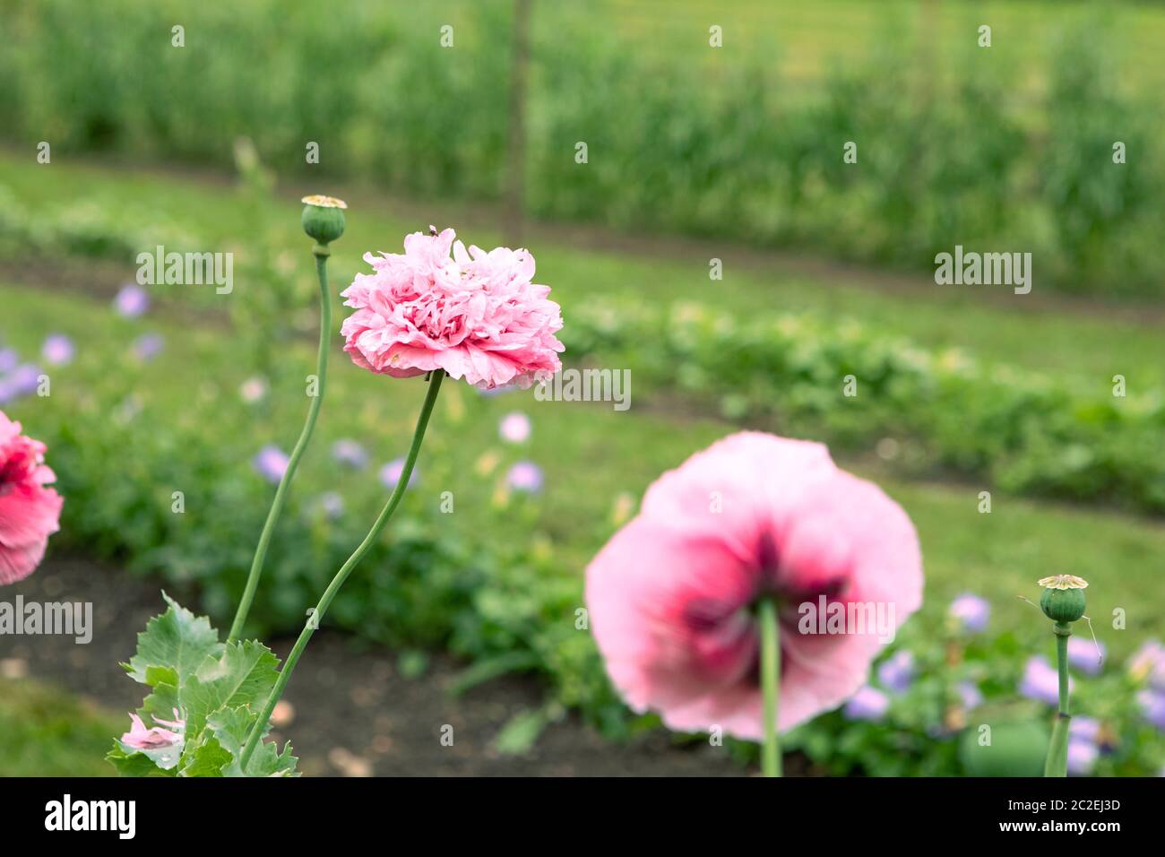 Pink poppy flower in the garden. Stock Photo
