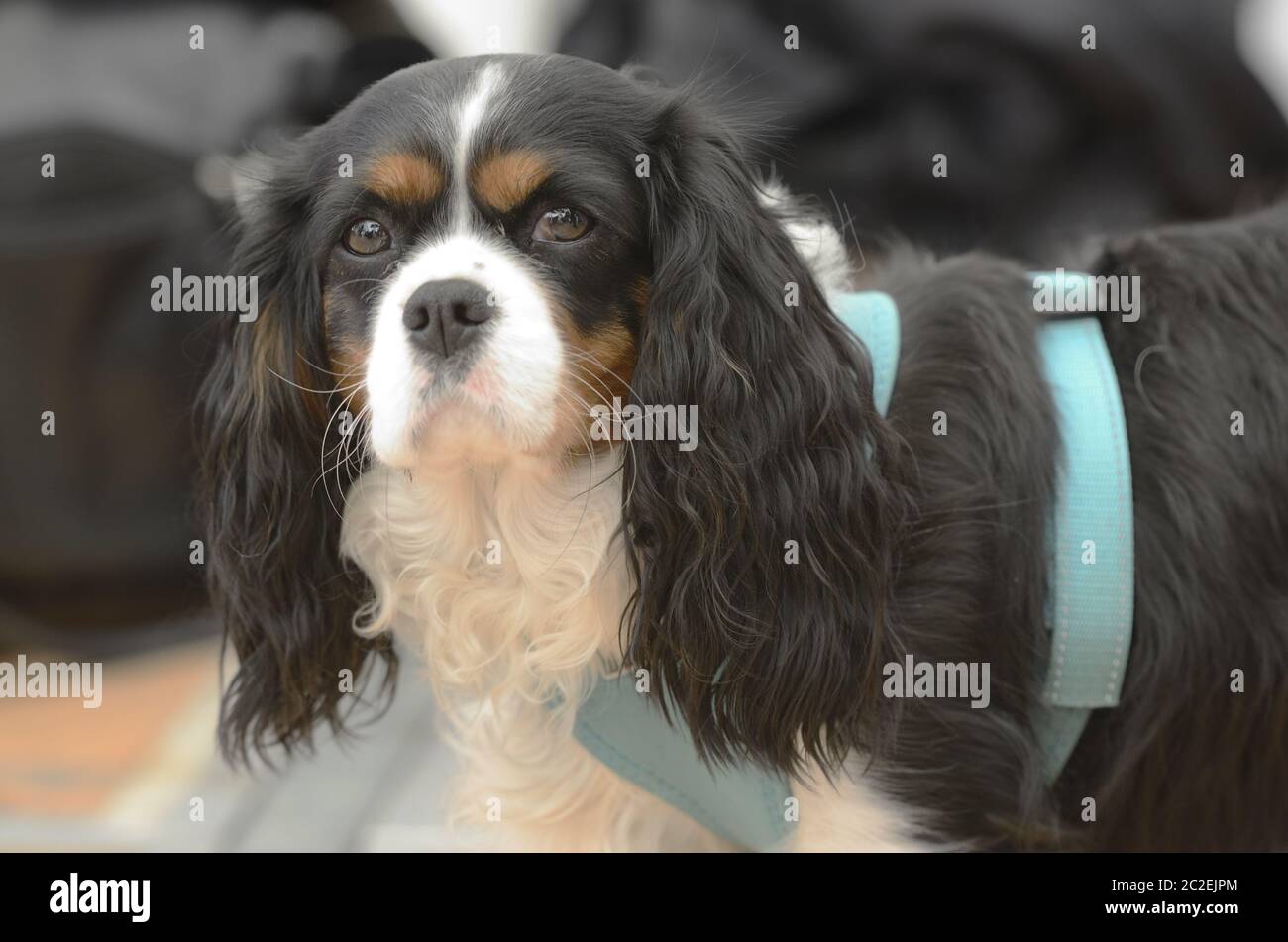 Cavalier King Charles Spaniel in harness looks into the camera Stock Photo