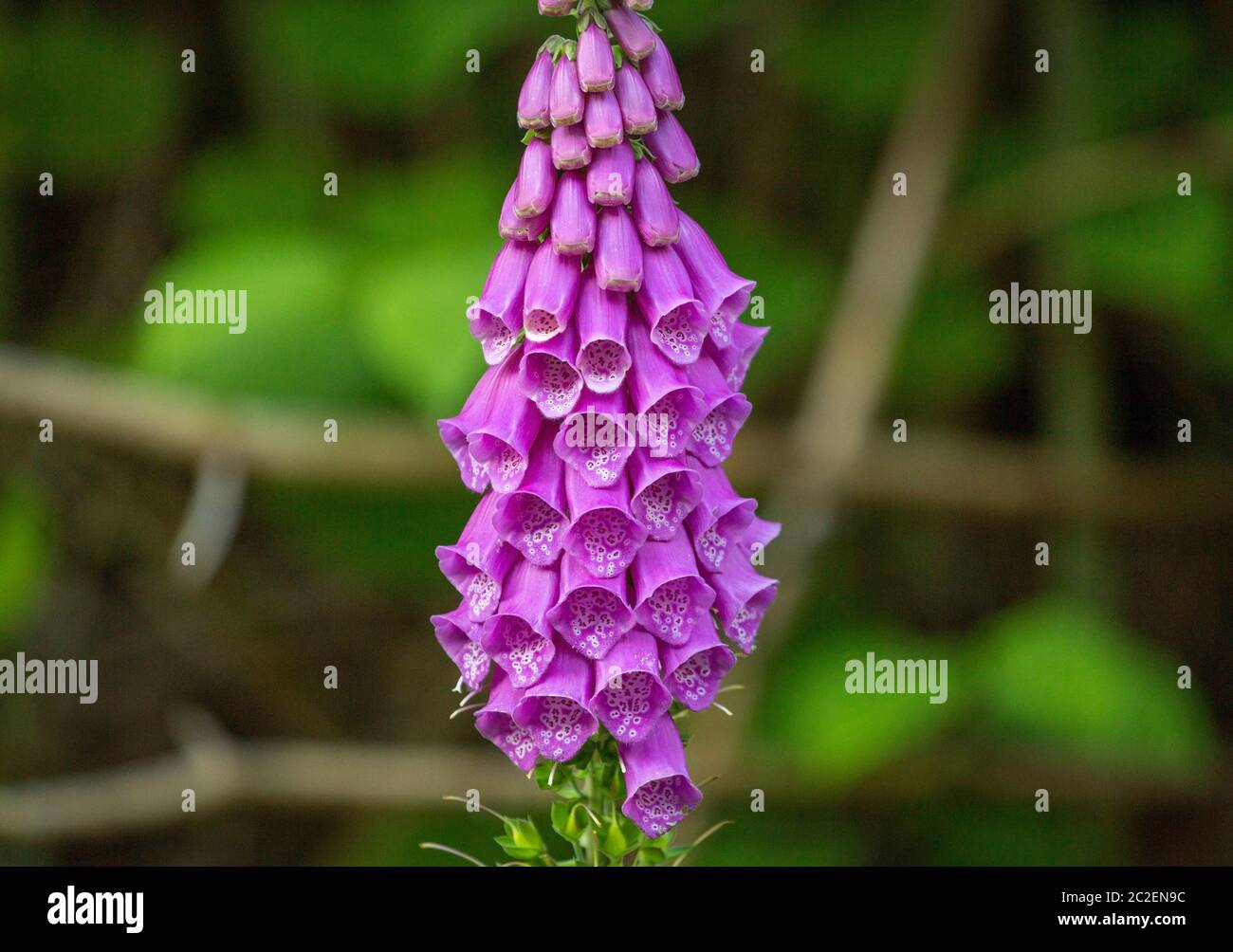 Common purple Foxglove Stock Photo