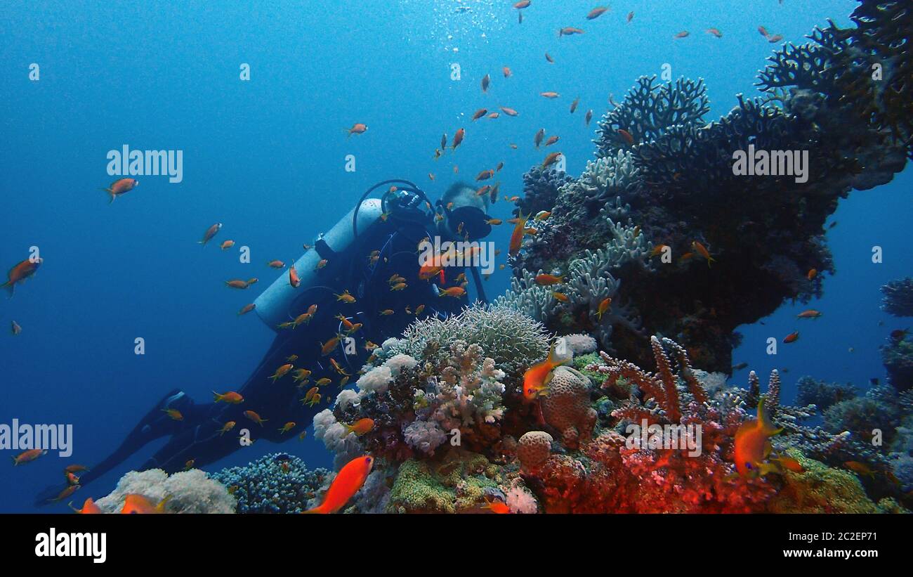 Scuba diving coral hi-res stock photography and images - Alamy