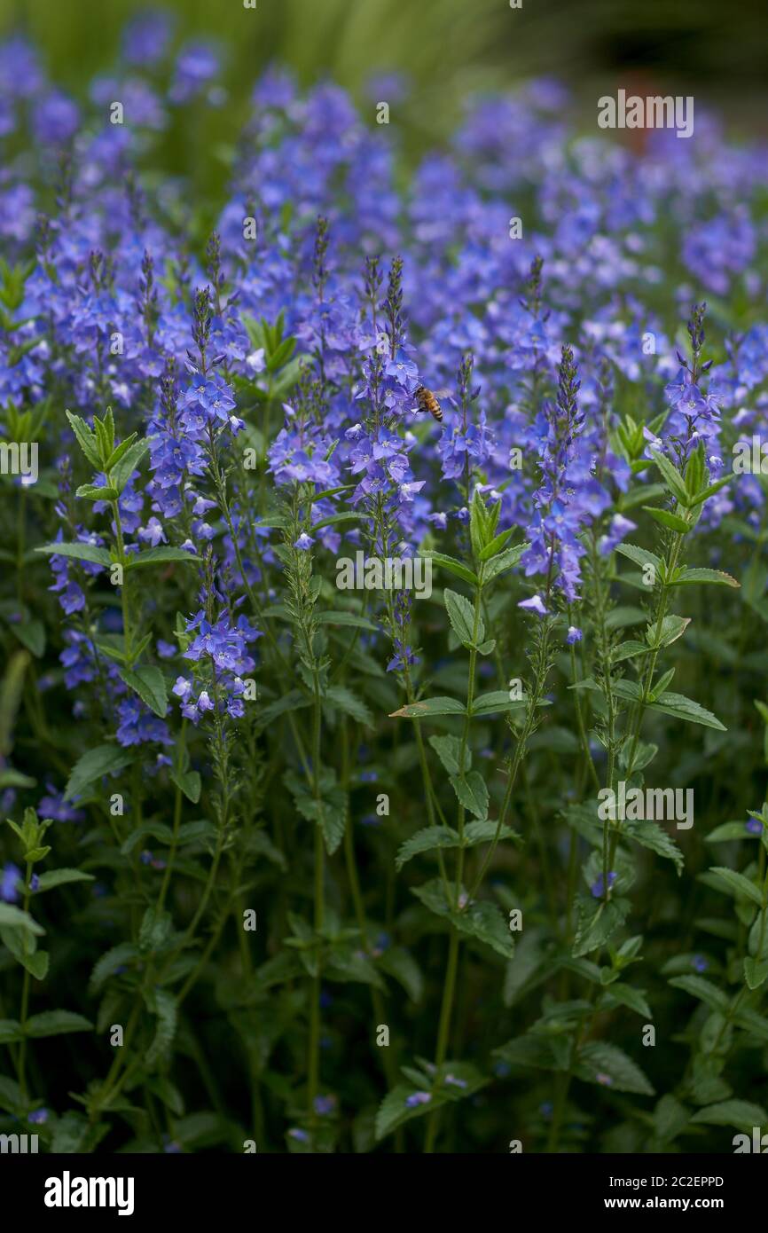 Veronica longifolia, known as garden speedwell or longleaf speedwell