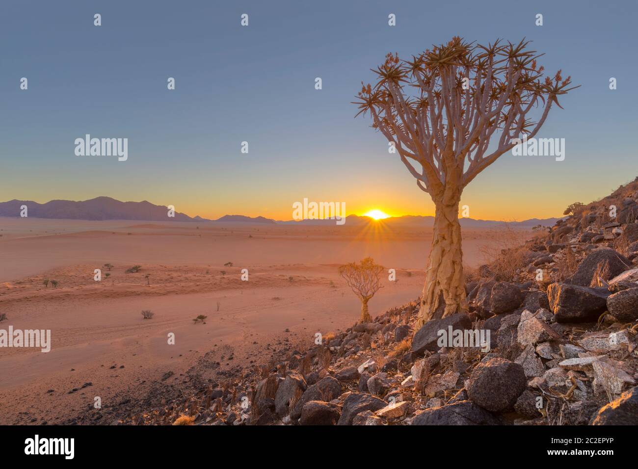 Sunset at quiver tree between rocks Stock Photo - Alamy