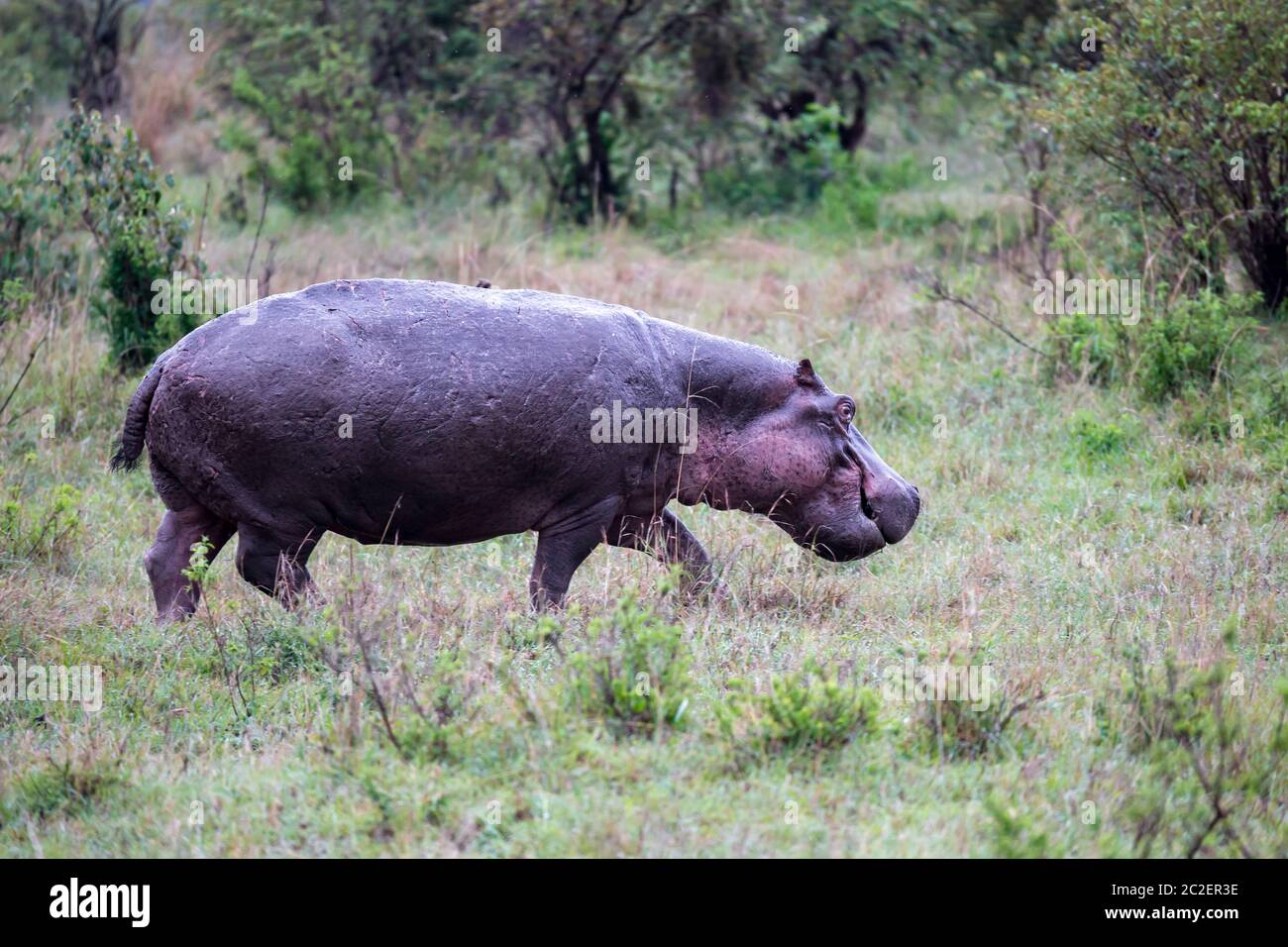One hippo in the savannah of Kenya Stock Photo