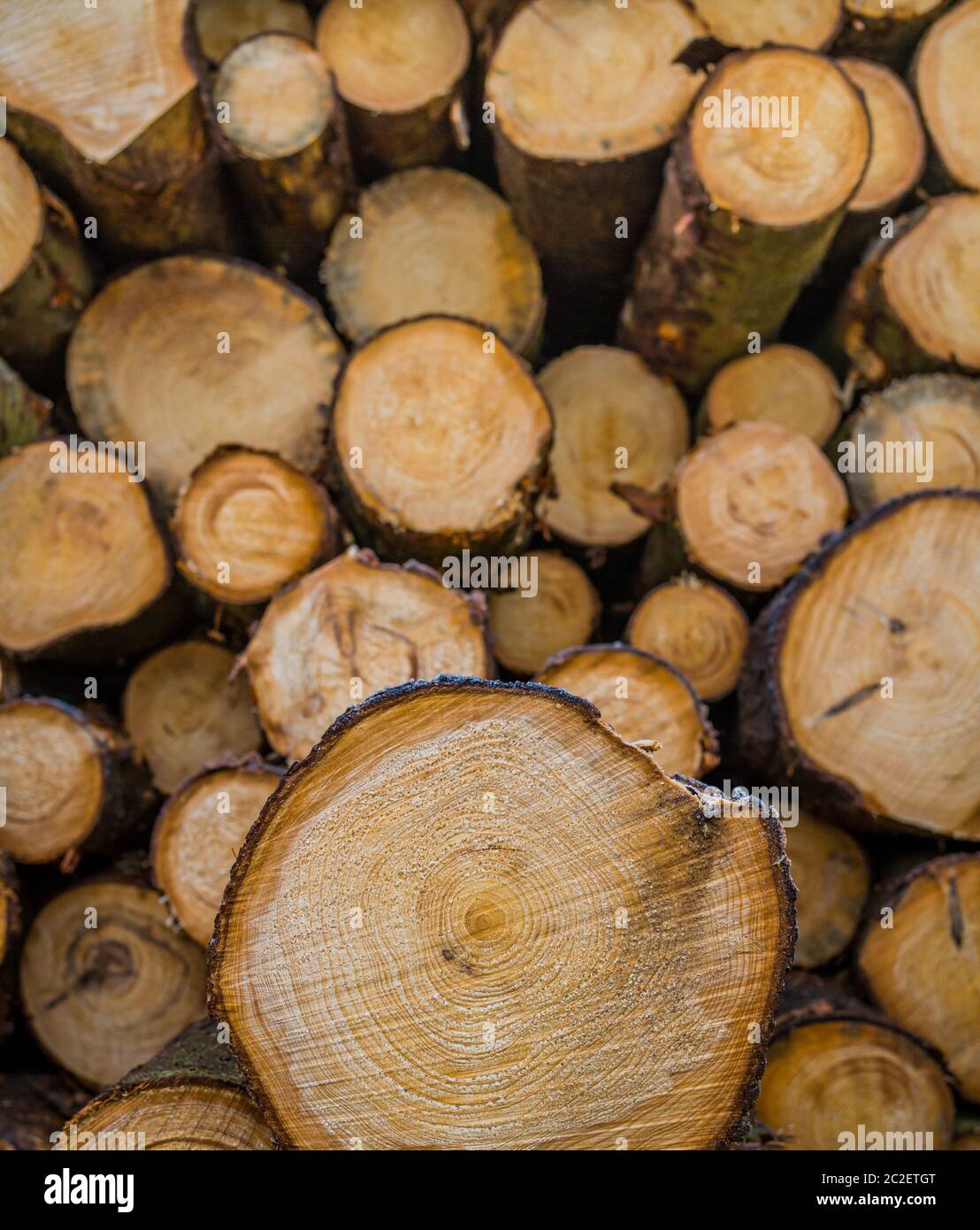 many tree trunks after woodwork in the forest. Stock Photo