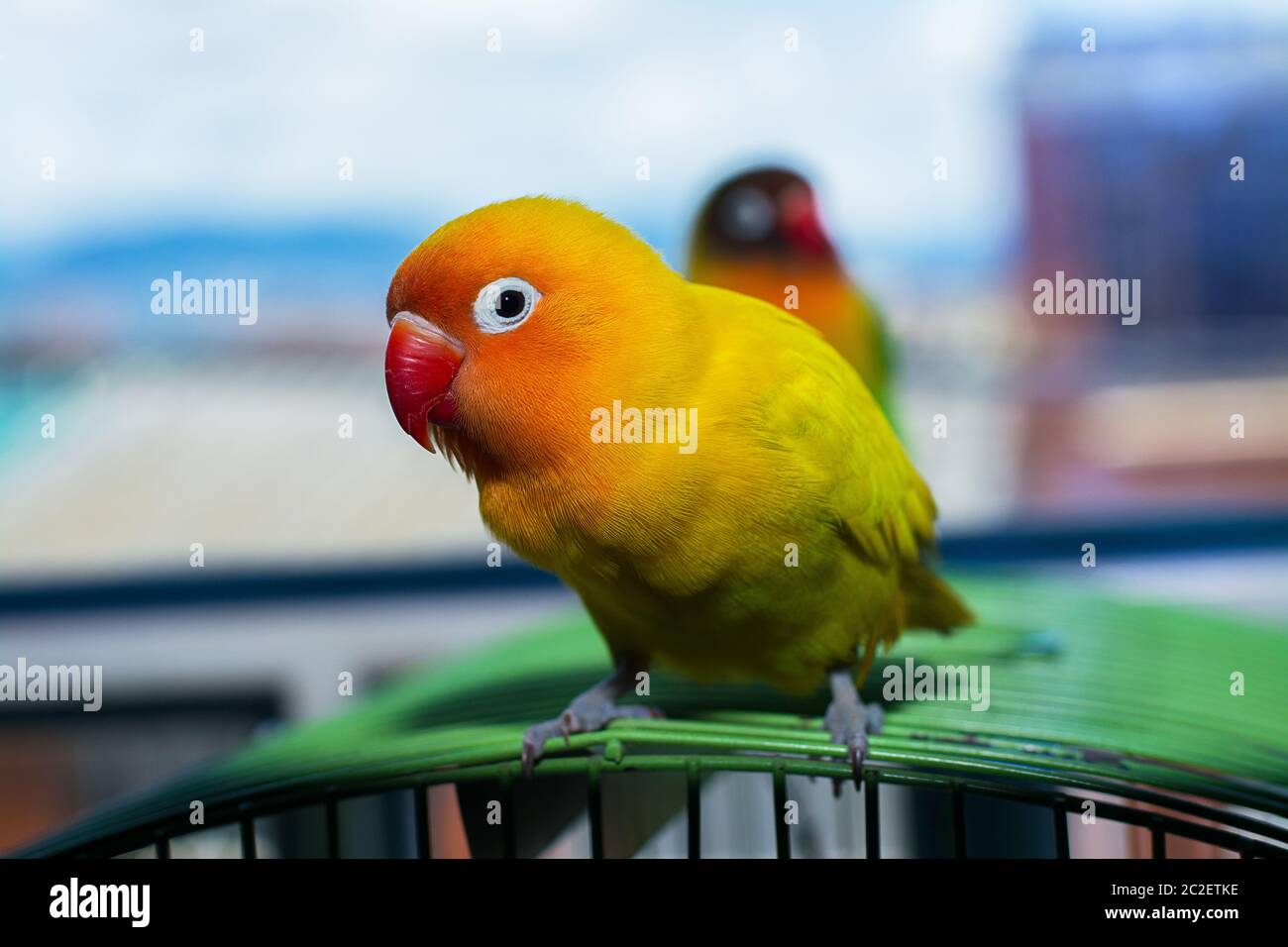 Cute domestic yellow lovebird. This lovebird is in cage. Stock Photo