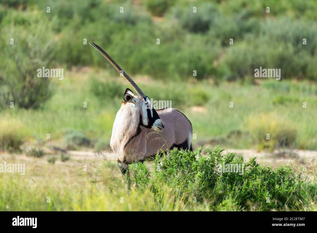 common antelope Gemsbok, Oryx gazelle in Kalahari after rain season ...