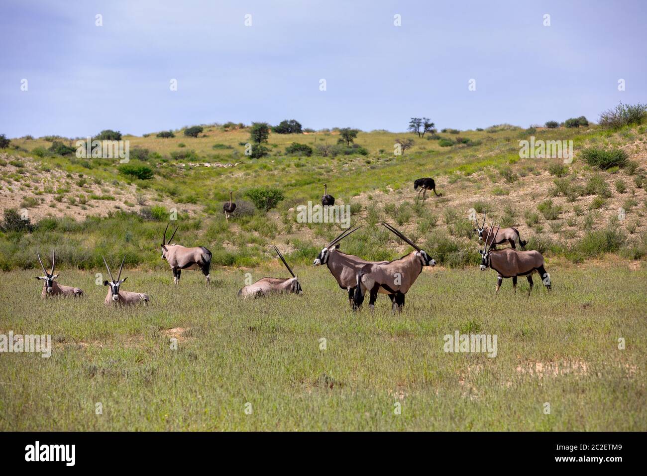 Kalahari After Rain Hi-res Stock Photography And Images - Alamy