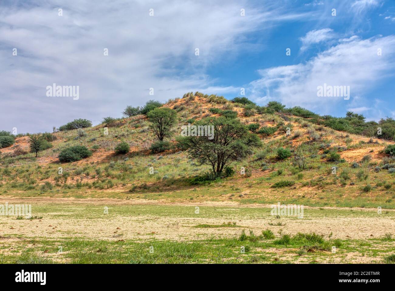 green Kalahari desert after rain season, South Africa wilderness Stock Photo