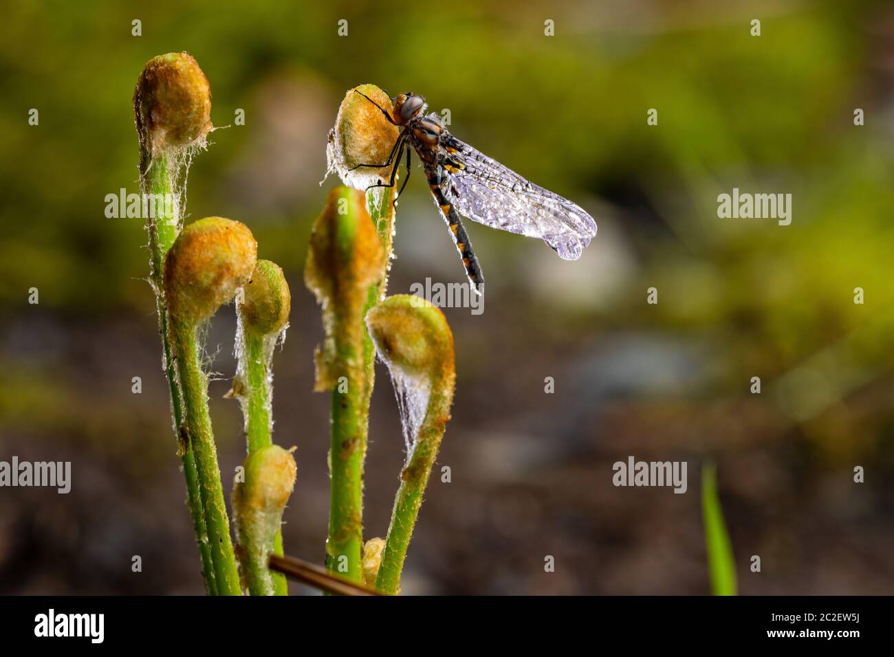 A Dragonfly in the early Morning Stock Photo