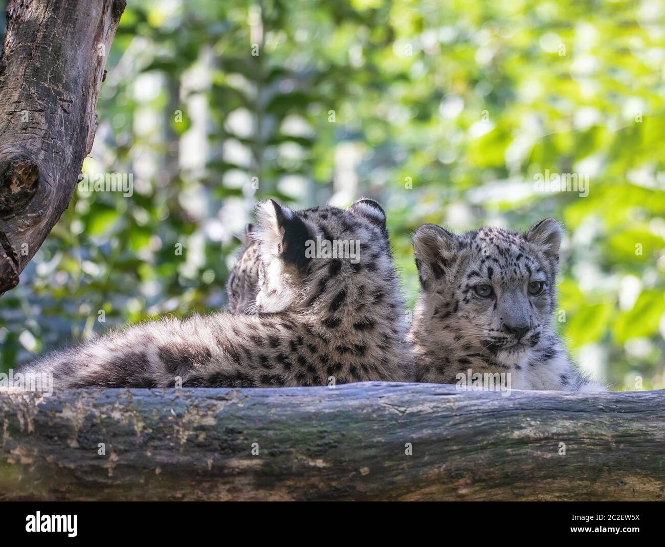 cute playful baby kitten of cat Snow Leopard, Irbis, Uncia Unca, eautiful wild cat Stock Photo
