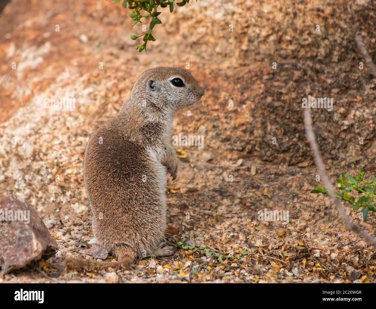 Roundtailed Ground Squirrel, Xerospermophilus tereticaudus, at the