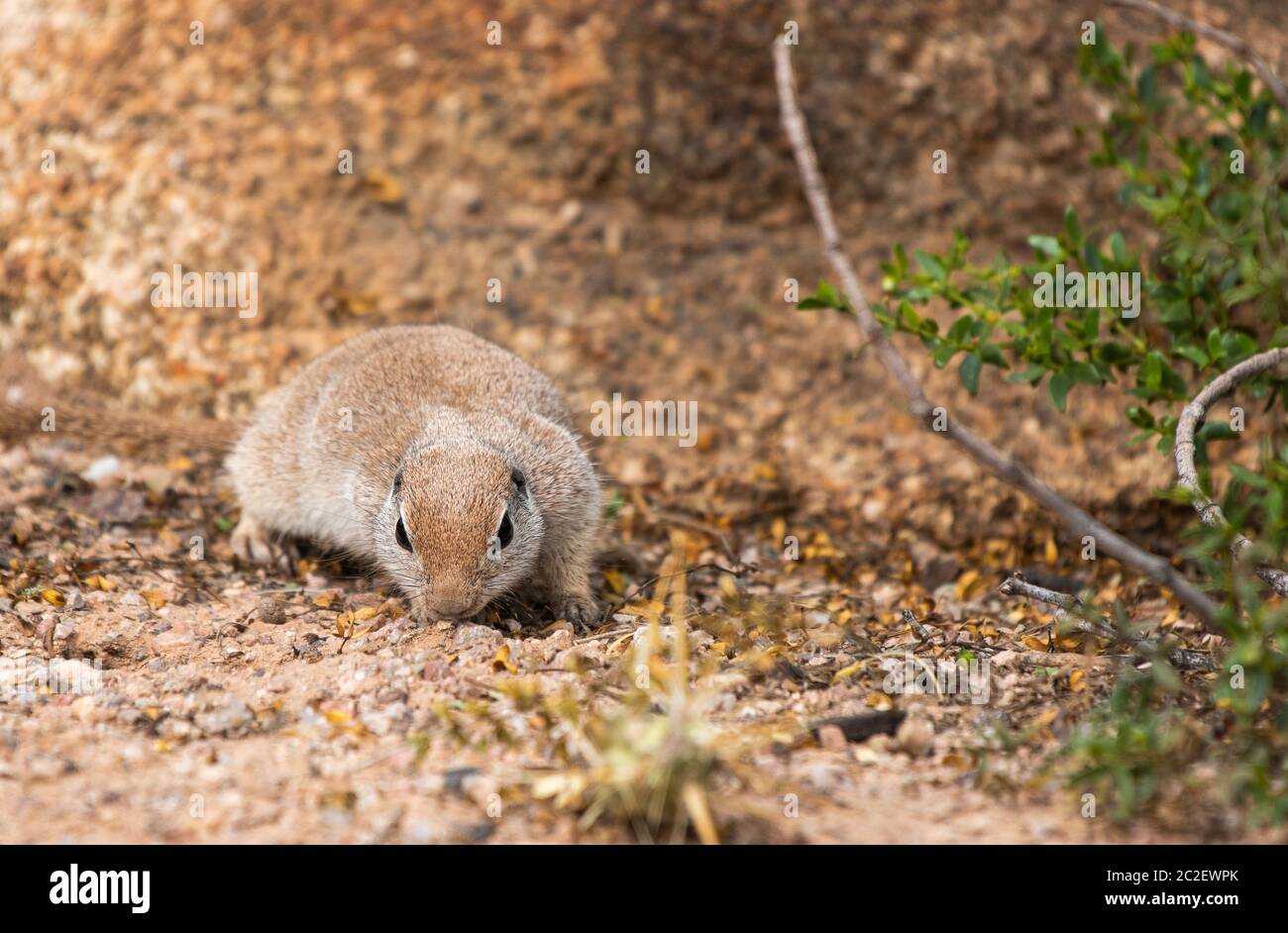 Round-tailed Ground Squirrel, Xerospermophilus tereticaudus, at the