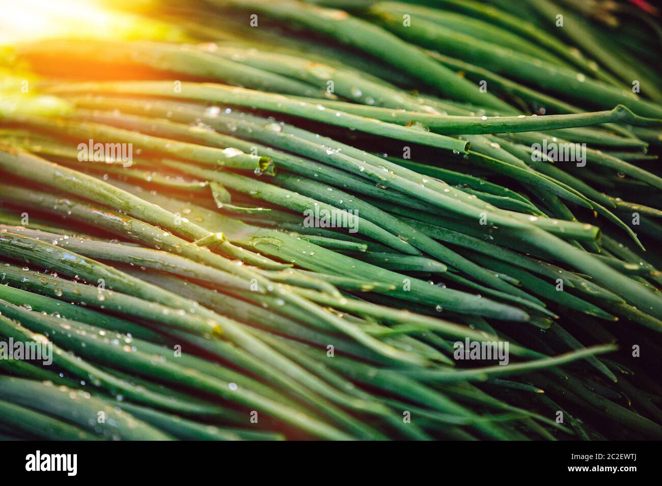 Onion onions produce green allium hi-res stock photography and images ...