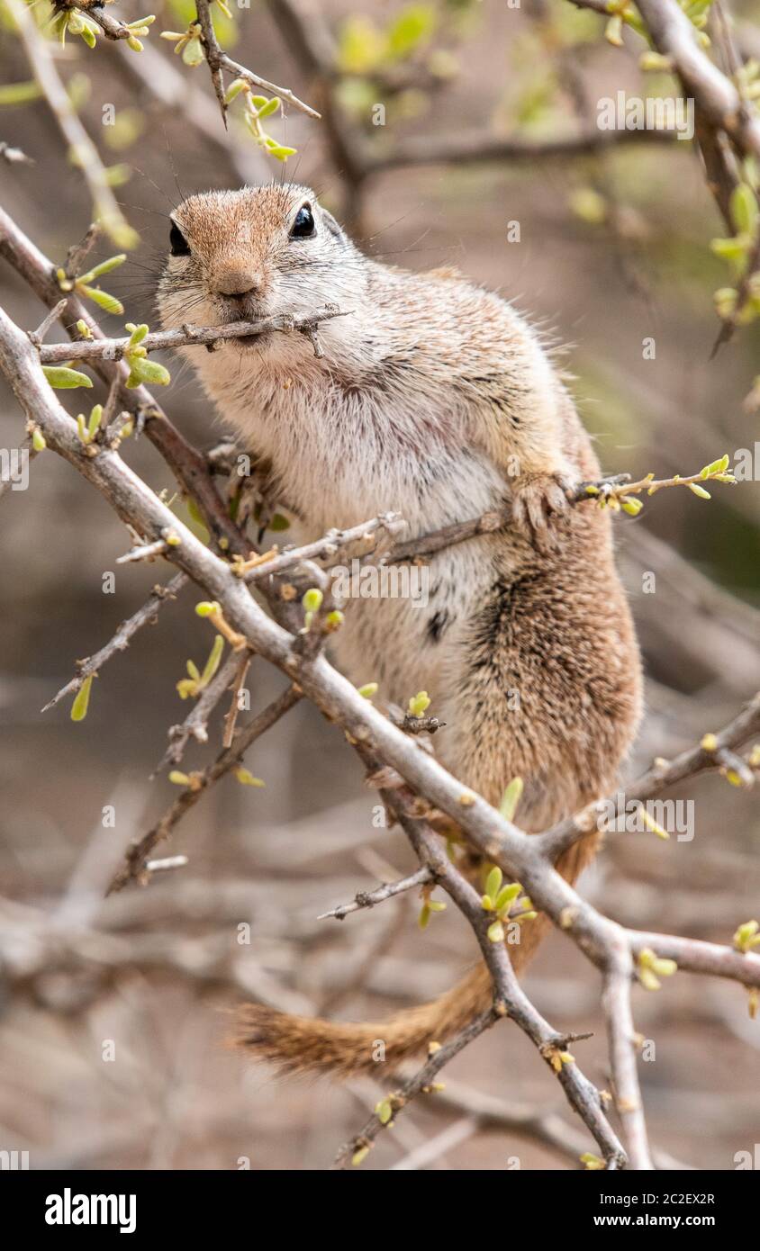 Round-tailed Ground Squirrel, Xerospermophilus tereticaudus, feeds on