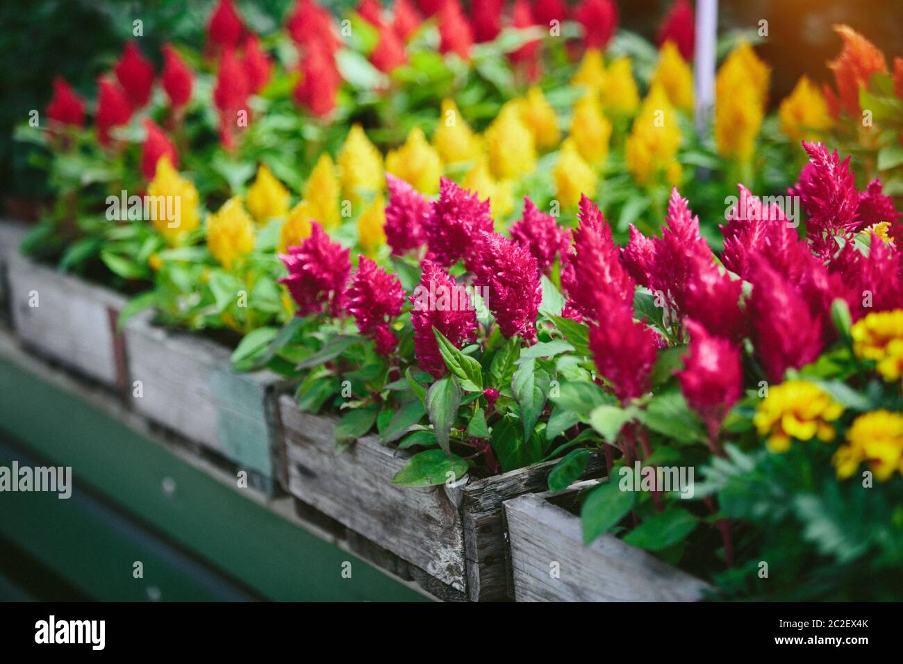 Flower plants at Farmers' market Stock Photo Alamy