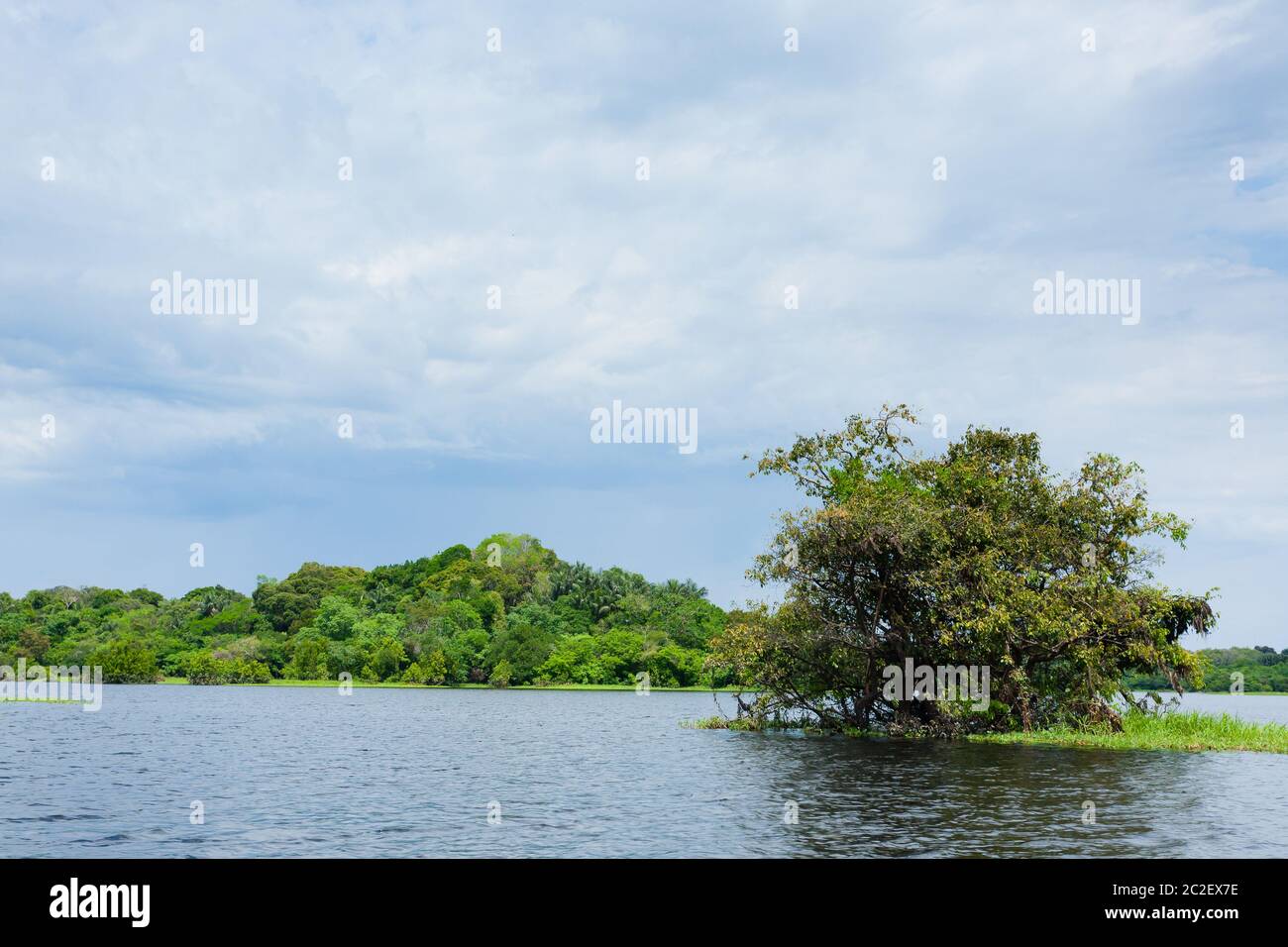 Panorama from Amazon rainforest, Brazilian wetland region. Navigable ...