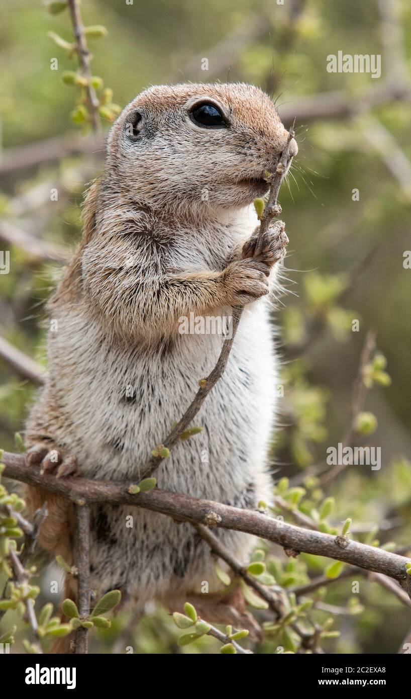 Round-tailed Ground Squirrel, Xerospermophilus tereticaudus, feeds on