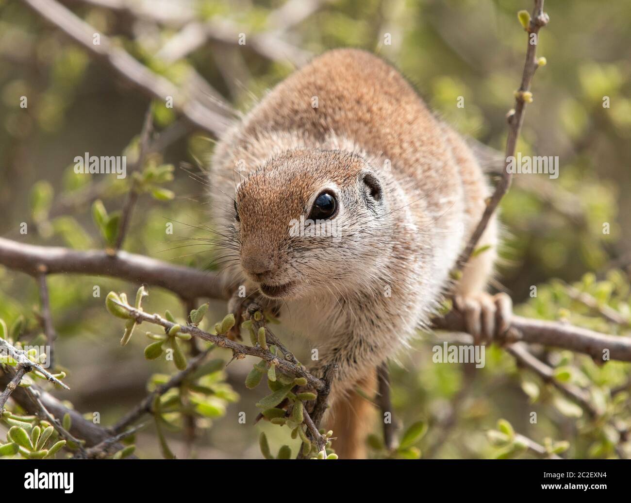 Round-tailed Ground Squirrel, Xerospermophilus tereticaudus, at the