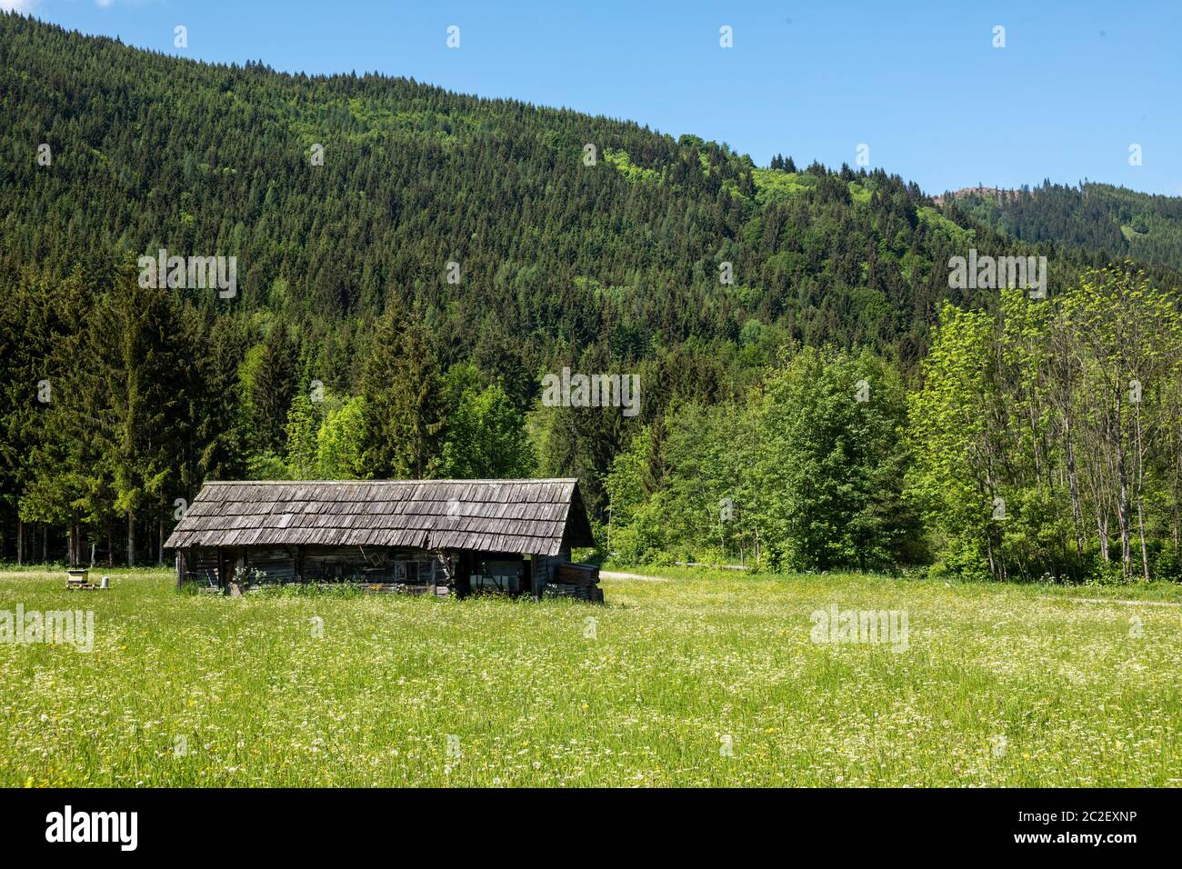 summer meadow with flowers in weissensee, carinthia, austria Stock Photo