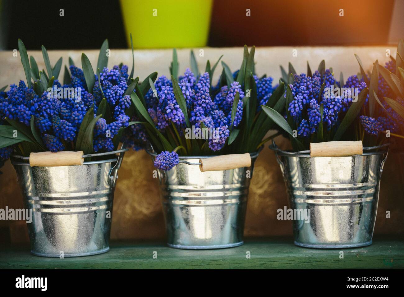 Grape hyacinth, muscari at Farmers' market Stock Photo