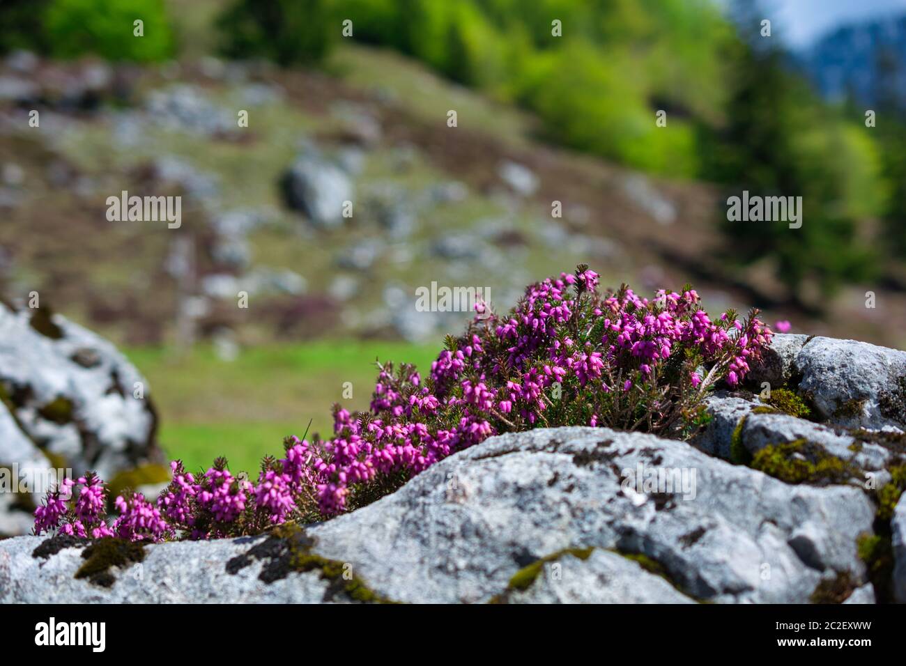 Beautiful Wild Alpine flowers between the rocks Stock Photo