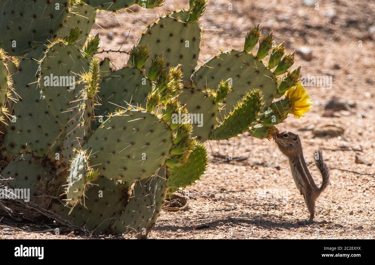 Yuma Antelope Squirrel, Ammospermophilus harrisi, feeds on flowers of an Engelmann's Prickly Pear cactus, Opuntia phaeacantha, in Saguaro National Par Stock Photo