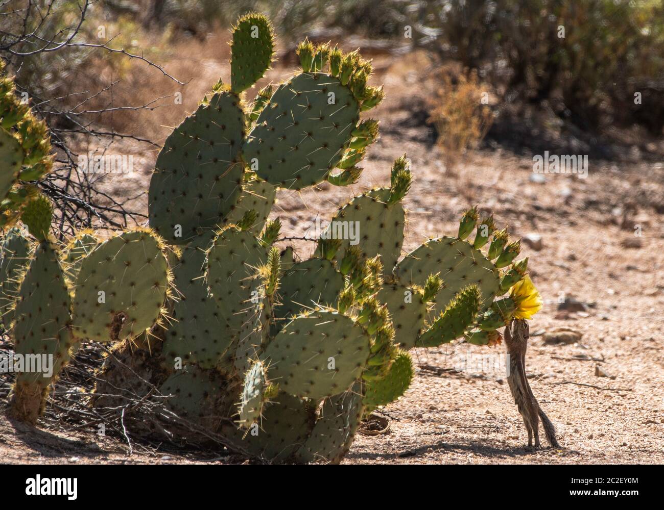 Yuma Antelope Squirrel, Ammospermophilus harrisi, feeds on flowers of an Engelmann's Prickly Pear cactus, Opuntia phaeacantha, in Saguaro National Par Stock Photo