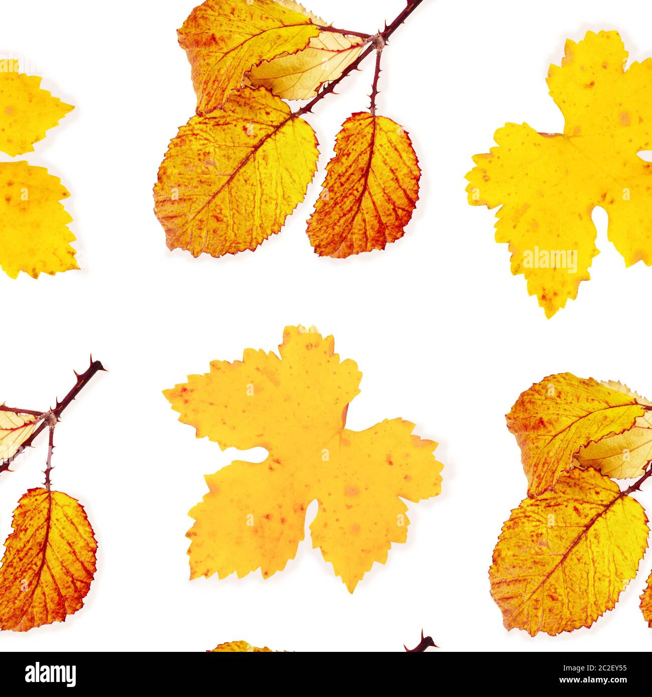 A seamless autumn pattern of yellow and orange fall leaves on a white background, a vibrant repeat print Stock Photo