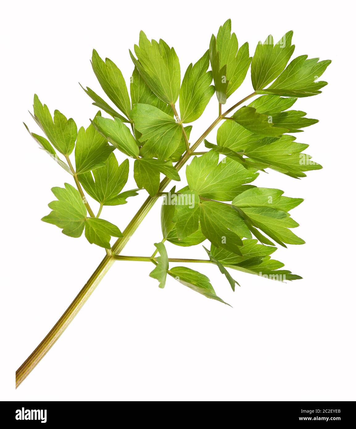 Lovage herb plant, isolated Stock Photo Alamy