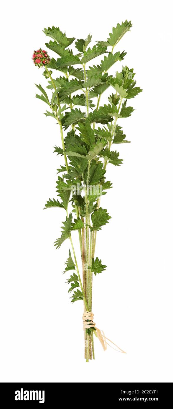 Salad burnet, fresh herb, isolated Stock Photo