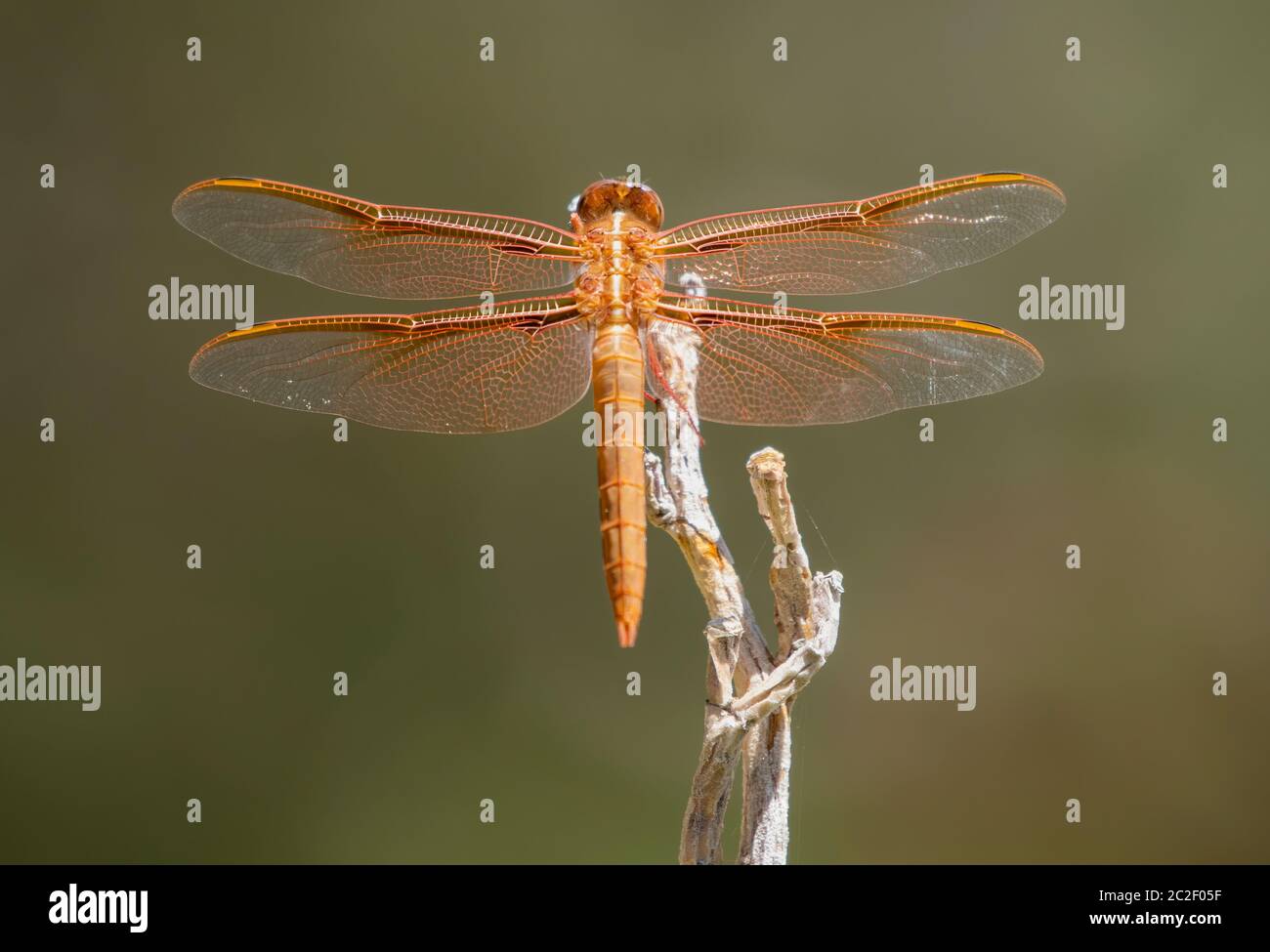 A Flame Skimmer dragonfly, Libellula saturata, perches on a branch in