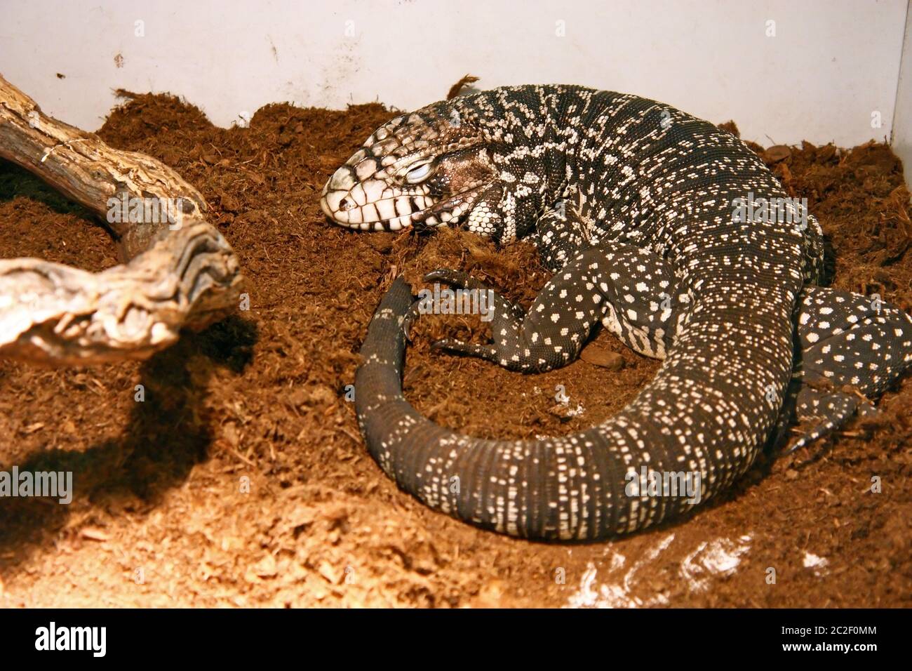 The Argentine giant tegu (tupinambis merianae), is a species of lizard 