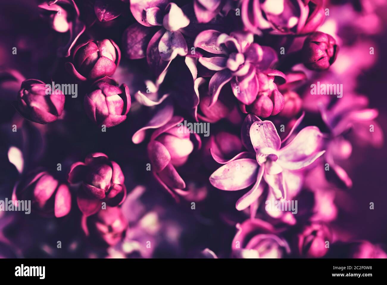 Purple lilac flowers background Stock Photo