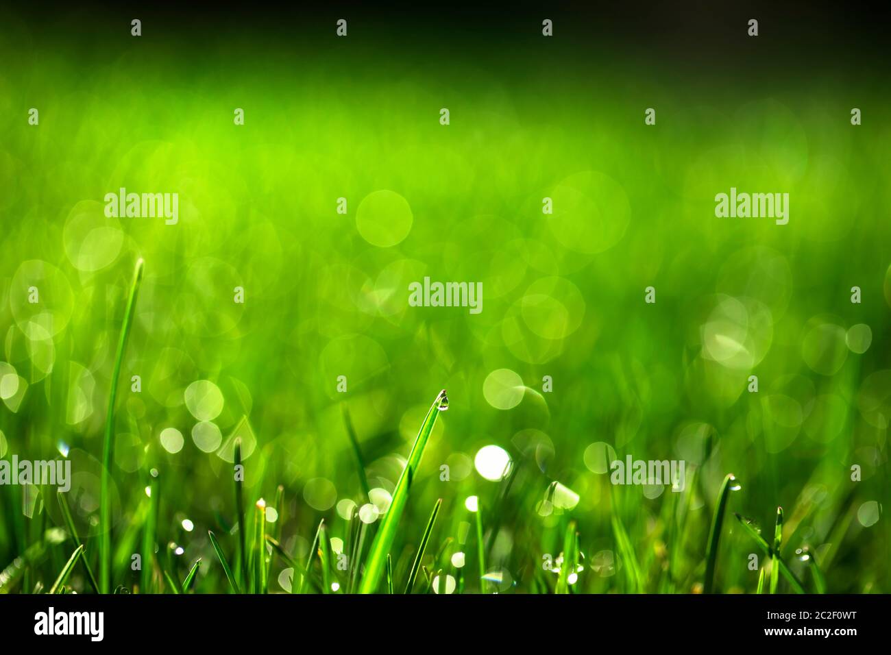 Green grass with waterdrops Stock Photo