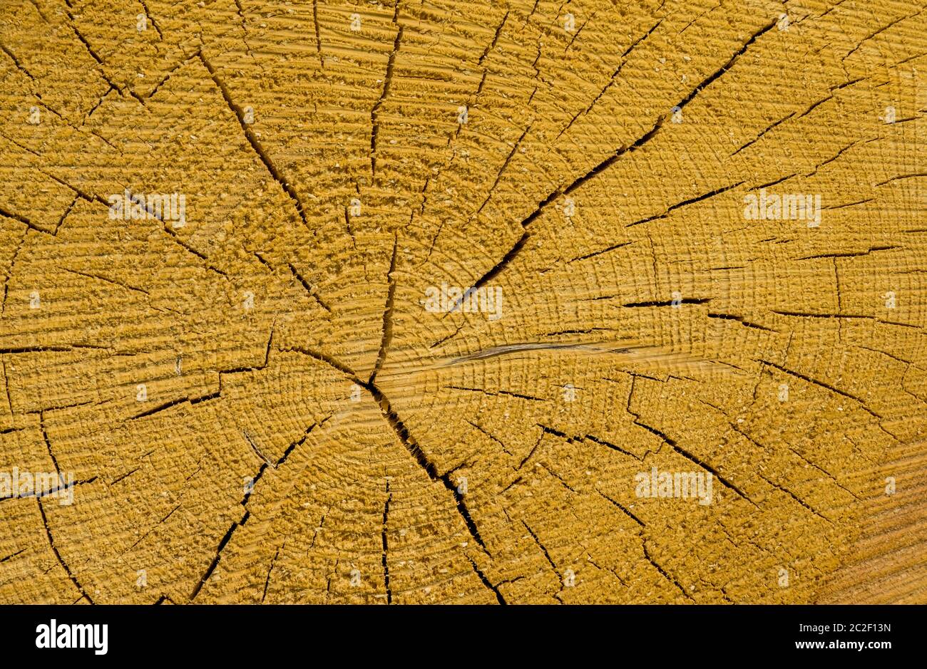 a tree slice with annual rings. symbol for epoch Stock Photo