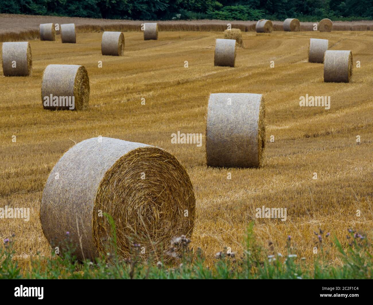 bales of straw lie in an agricultural field after harvesting Stock Photo