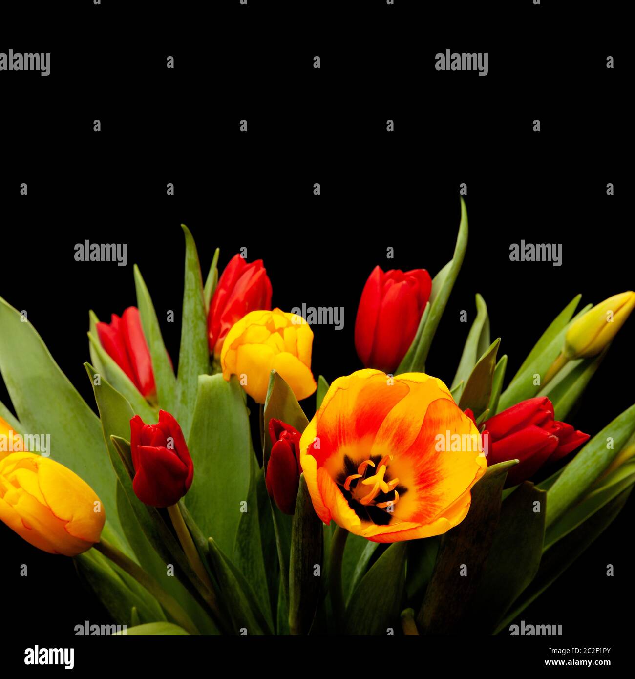 tulip flowers on black background Stock Photo