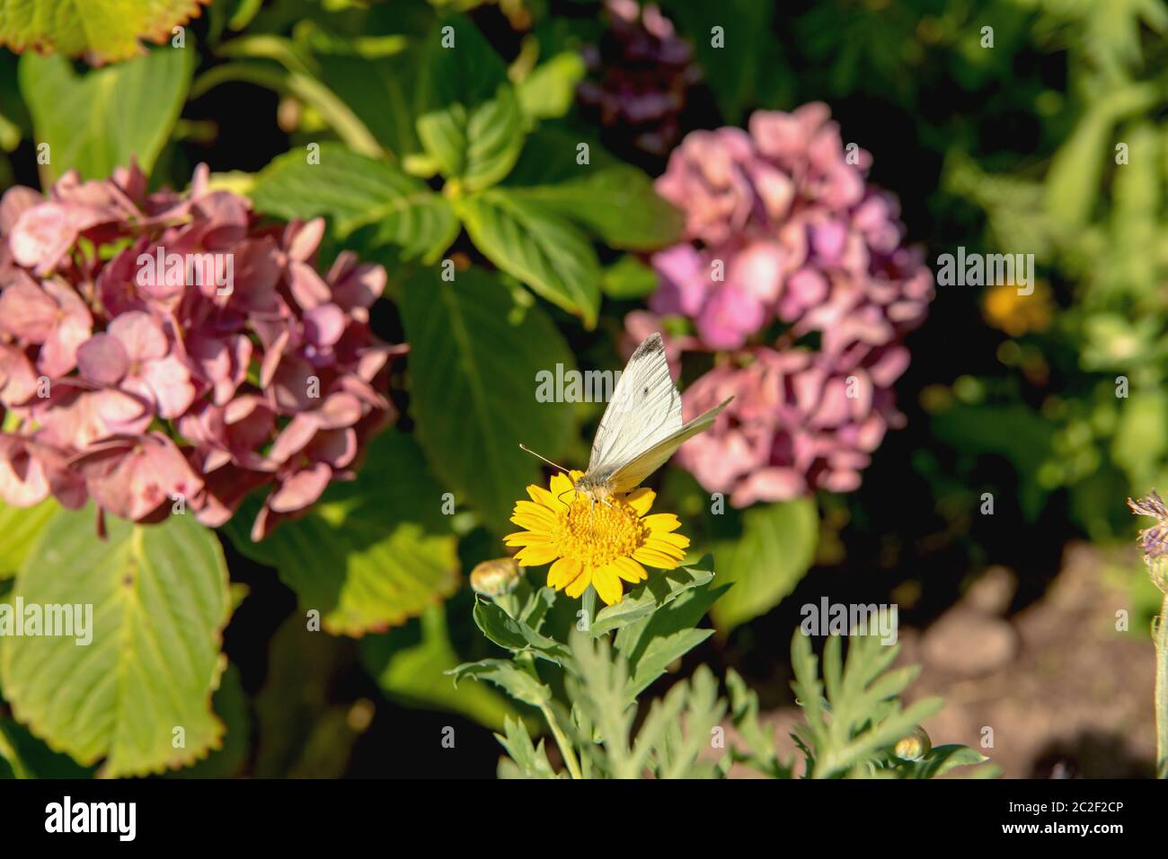 Cabbage white butterfly Stock Photo Alamy